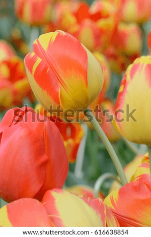 Tulips flower beautiful in garden plant