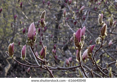 Pink Magnolia buds in spring