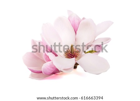 The pink magnolia flowers on a  white background Royalty-Free Stock Photo #616663394