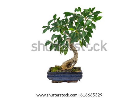 Bonsai, Ficus retusa, In a marble pot, in isolation. Indoor plant. Royalty-Free Stock Photo #616665329
