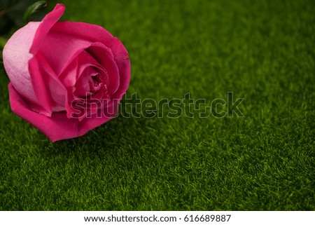 Rose of pink color lies