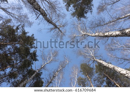 Picture of a tree crown from below to the sky. Silhouettes of a tree view from below. Birch and pine