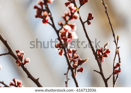 Flowering trees in April. Beautiful nature of Ukraine in the spring. Spring freshness. Background and texture in the spring mood. Awakening of insects.