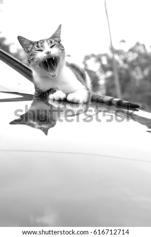 Yawning cat, black and white photography