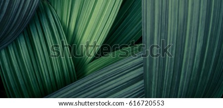 Abstract green leaves line texture with light