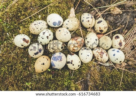 Group of quail eggs on green moss in forest. Natural healthy food concept.