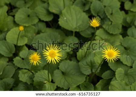 Flowers in the grass. Yellow flowers. 