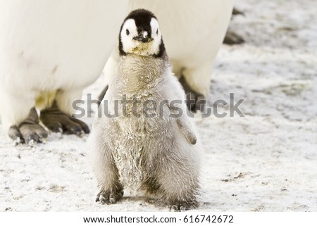 Baby bird of the Emperor penguin in the colony