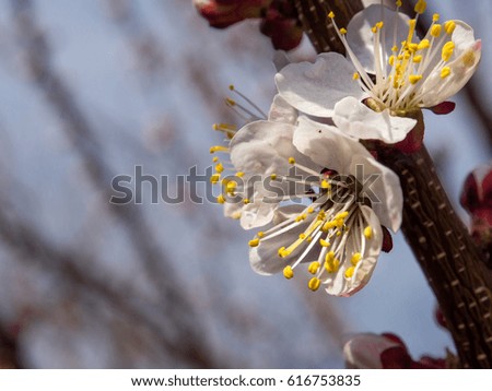 Red buds of trees, spring trees,  flowering apricots