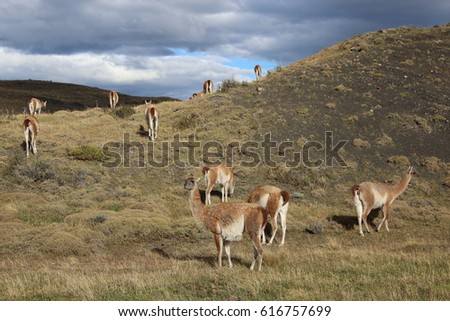 Guanacos in the mountain. Patagonia, Chile.