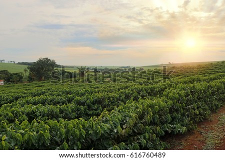 Plantation - Sundown on the coffee plantation landscape Royalty-Free Stock Photo #616760489