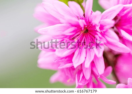 Pink flowers bloom in spring