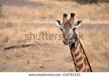 A portrait of a female Giraffe