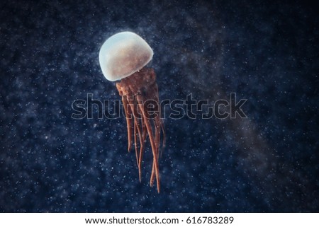 A Jellyfish Surrounded by Its Baby.