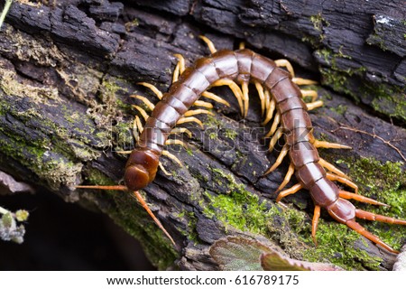 centipede (Scolopendra sp.) sleeping on a mossy tree in tropical rainforest Royalty-Free Stock Photo #616789175