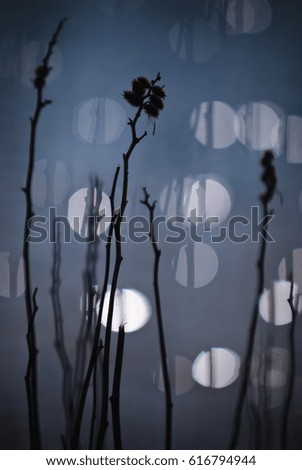 Dried flowers on the blue water background
