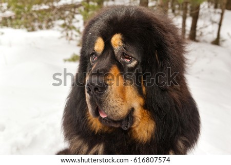 Portrait of a  dog breed Tibetan Mastiff on snow field