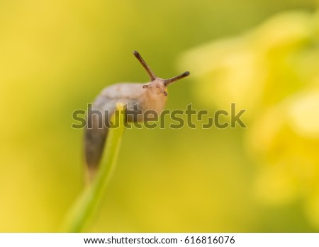 "Tiny slug"
A soft focus shot of a tiny slug that was found while doing macro photography.