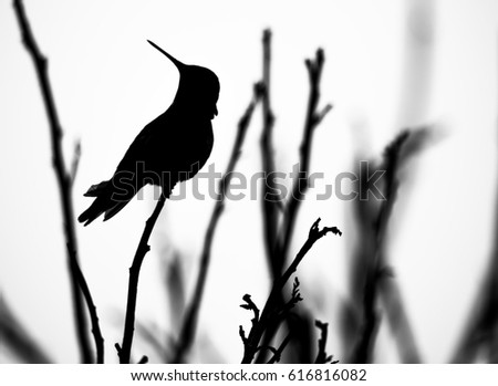 "Hummingbird silhouette"
A hummingbird is silhouetted in this black and white photo. 