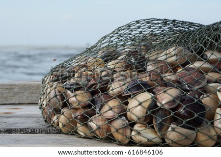 Clamshells in the net