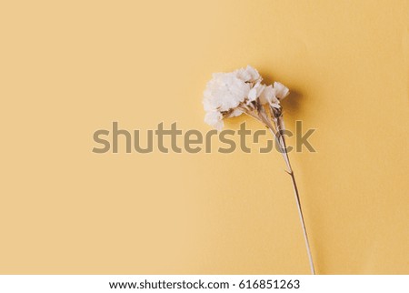 White dry flower on the yellow background