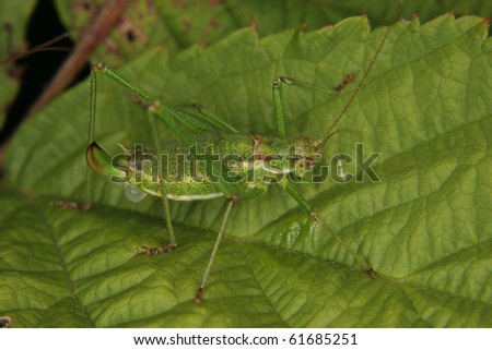 Female of a speckled bush-cricket (Leptophyes punctatissima) shortly after mating