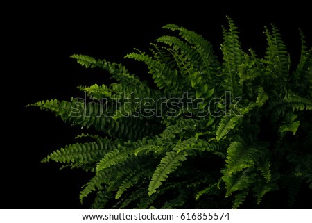 Macro image of a fern plant against a black background. Picture with selective focus.
