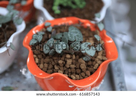 Cactus and house plant decoration create concept - Close up many of succulents cactus in lovely pot with day light and copy space