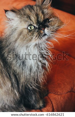 Muzzle of a gray fluffy cat with green eyes