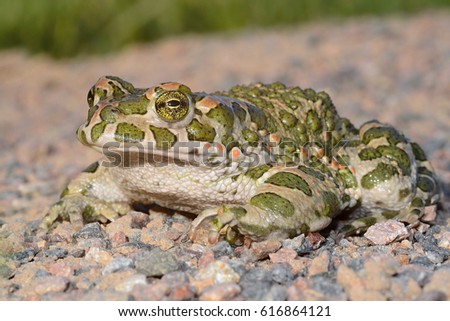 The European green toad (Bufo viridis) is a species of toad found in mainland Europe. They live in many areas, including steppes, mountainous areas