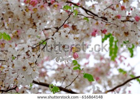 White and pink flower on tree.