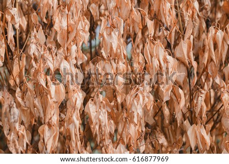 Dry leaves that do not fall to the ground full of reddish brown. The picture was taken from a tree caught by the heat of a fire until it was dry with the tree. Ideal for backdrops in various events.