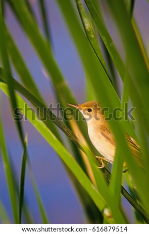 Cute bird. Green reeds and blue lake background.
Eurasian Reed Warbler Acrocephalus 