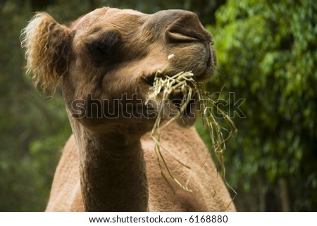 a  close up of  camel eating grass