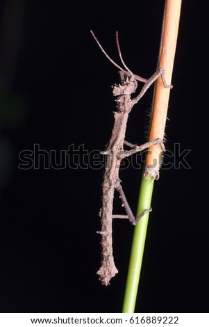 night macro closeup image of stick insect