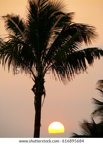 Palm Tree Sunset                    