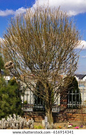 Corkscrew Willow, A Curly Willow Tree , tortured willow, salix matsudana in the garden in a sunny spring day