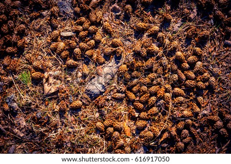 The pine cones lie on the ground in the forest. Close up view from above, image vignetting and the yellow-blue toning