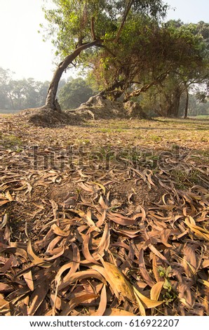 Dry leaves lying still on ground beside huge tree roots in a forest, beautiful winter morning scene. Perspective of fading away. Focus stacked nature vertical image.