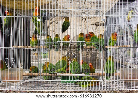 Green parrots in cage