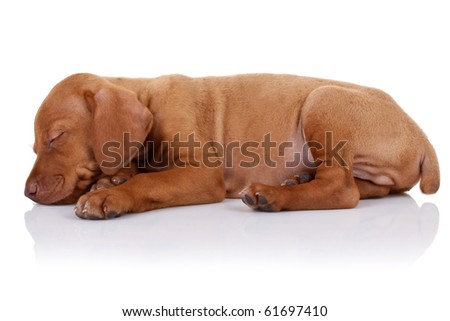 picture of a cute vizsla puppy sleeping on white background