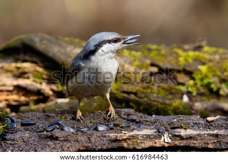 Beautiful Nuthatch perched on a stump with a beige side.