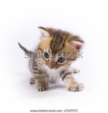 Little kitten isolated on white background