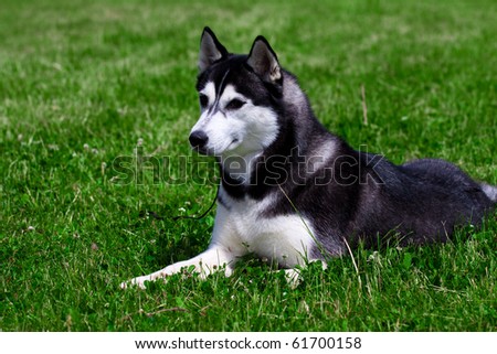 the portrait of beautiful siberian husky outdoor