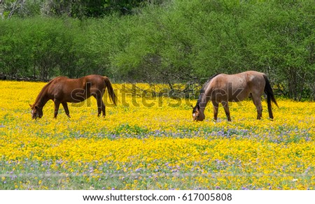 Horses Grazing in Pasture of Flowers In Wyoming 