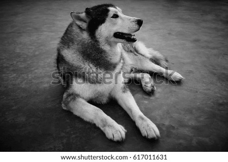 Portrait of Siberian Husky. Full body of tame dog sitting on ground. Black and white picture style.