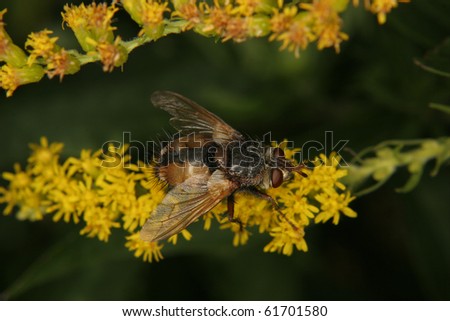Blowfly (Calliphoridae) on a flower