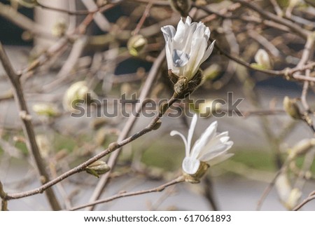 beautiful white magnolia flower bloom in spring