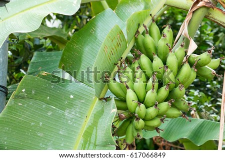green leaf of banana and sunlight