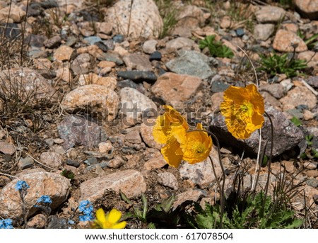 Yellow poppies. mountain, mount, hill. Kazakhstan. Tien Shan. Assy plateau